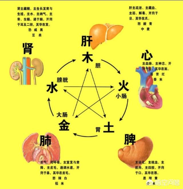 五行土对应的器官,五脏、五味和五志的关系是什么？