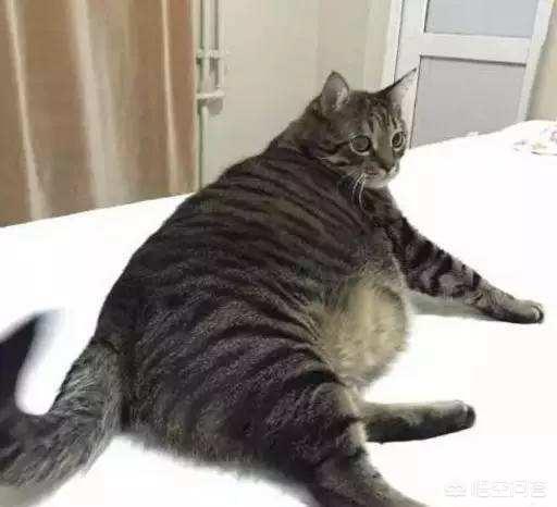 来养一只电子宠物猫:养一只橘猫具体是一种怎样的体验？