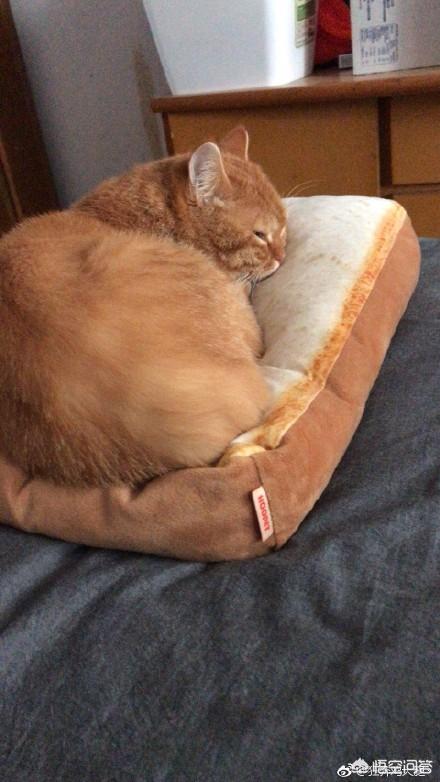 来养一只电子宠物猫:养一只橘猫具体是一种怎样的体验？