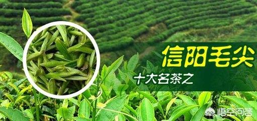 黄山毛峰和信阳毛尖哪个更好，中国最好的茶叶是信阳毛尖吗
