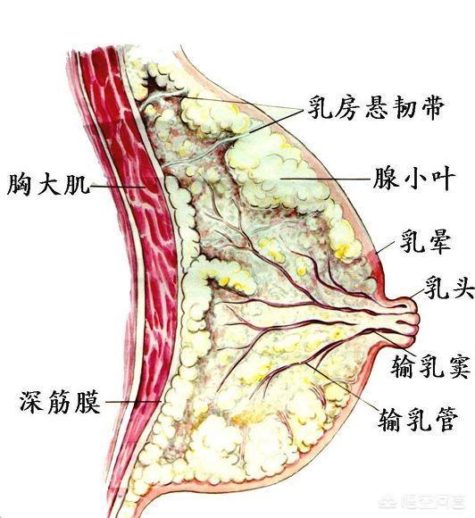 头条问答 