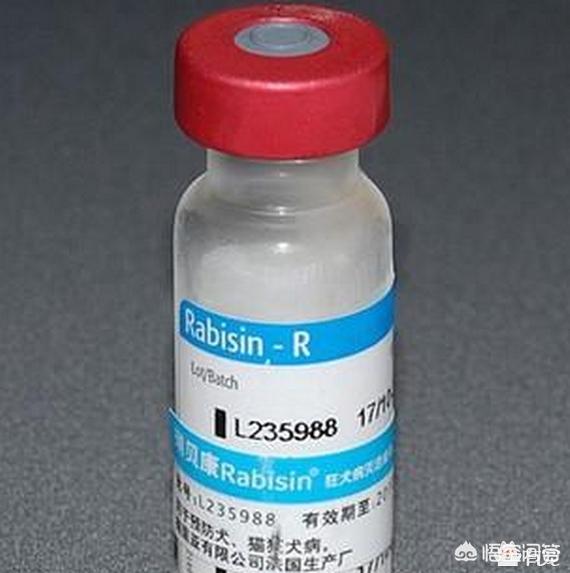 宠物消毒剂多久用一次:猫砂要不要定期全部更换？