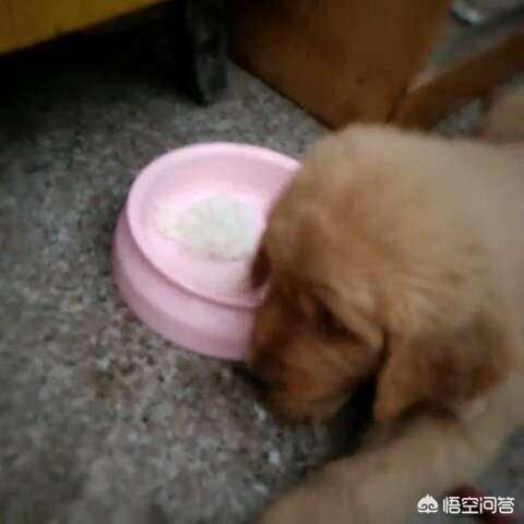 狗狗食欲不振:狗狗没有食欲，该怎么办？