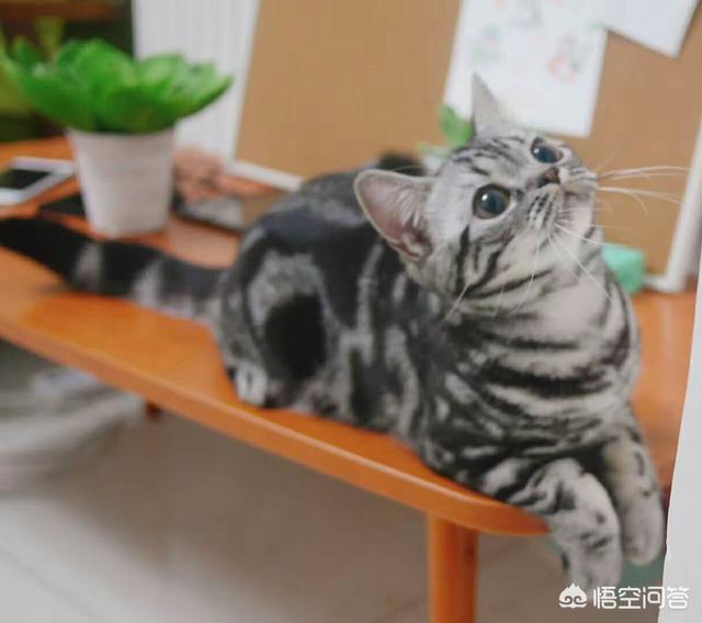 猫奴契约书图片:自从养了猫，你的生活发生了什么改变？