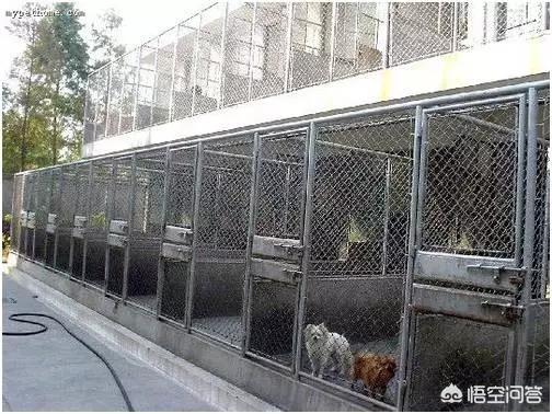 美国猫市长是怎么回事:美国是怎么处理流浪猫流浪狗的，为什么经常能看到安乐死这个词？
