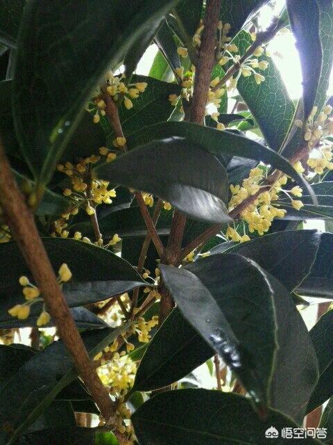 桂花有多少种？