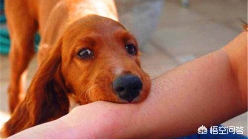家狗的狂犬病症状:怎么看出自家狗狗有没有狂犬病？