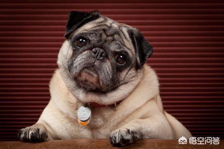 巴哥犬性格问题:为什么巴哥犬越来越多人喜欢？