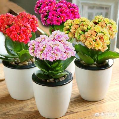 刚种的小叶桢楠树苗叶子发蔫:长寿花叶片发软是怎么回事？