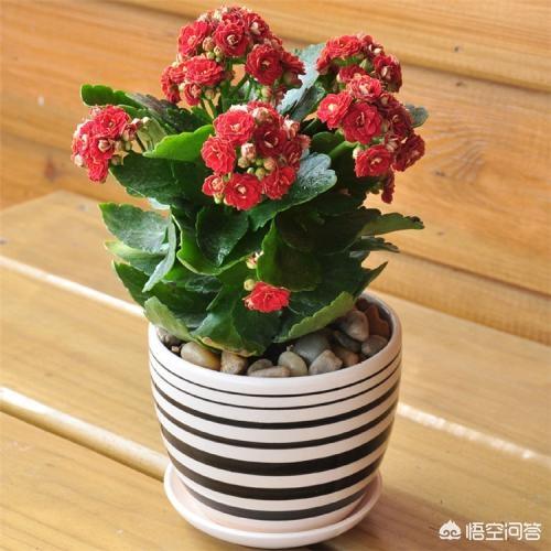 刚种的小叶桢楠树苗叶子发蔫:长寿花叶片发软是怎么回事？
