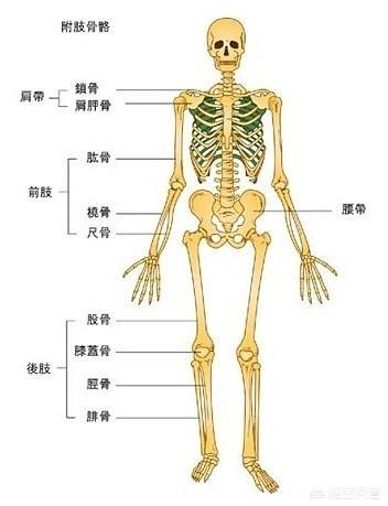 成骨位置图图片