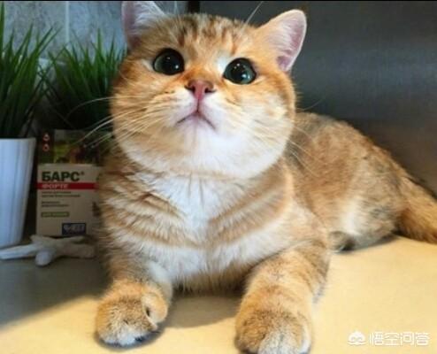 如何养胖橘猫:猫吃什么才可以养的胖胖的？ 两个月的橘猫如何养