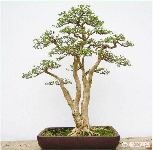 头条问答 - 雀舌黄杨盆景?(2个回答)