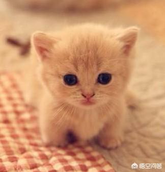 收养流浪猫 弓形虫:为什么租房的人不可以领养流浪猫？ 收养流浪猫要查弓形虫吗?
