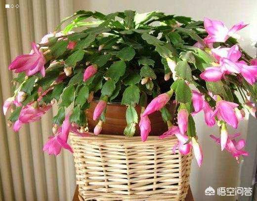 蟹爪兰该怎么养？