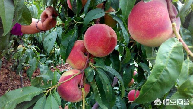 头条问答 水蜜桃从开花到结果要怎么养护 有什么病虫害 怎么防治 8个回答