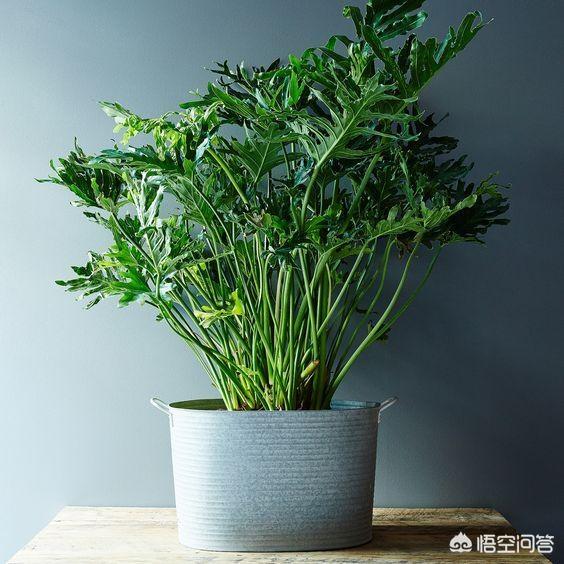 印度榕压条繁殖时间:九里香盆栽树苗几年才开花？