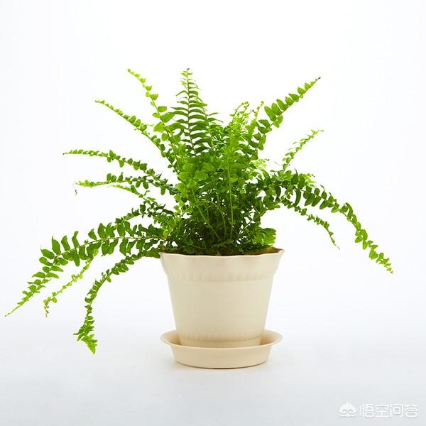 印度榕压条繁殖时间:九里香盆栽树苗几年才开花？