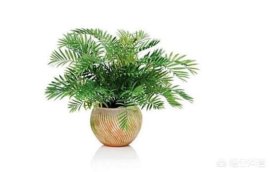 印度榕压条繁殖时间:九里香盆栽树苗几年才开花？