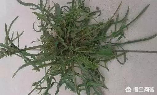 春天好多人都在挖野菜,你知道什么野菜可以吃,什么野菜不能吃么？