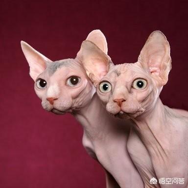 无毛猫:长相奇特的无毛猫，为什么还有人买它？