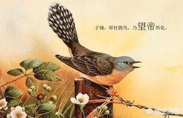 关于杜鹃鸟的资料信息:为什么杜鹃花浇过后放在室外叶子都掉了？ 关于杜鹃鸟的小知识