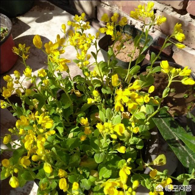米兰花图片:米兰买回来不到一个星期叶子都落光了，怎么办，还能救活吗？