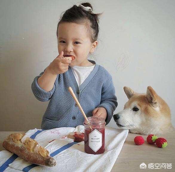 狗健康:想要个狗狗健康长寿，有哪些事是需要避开的？