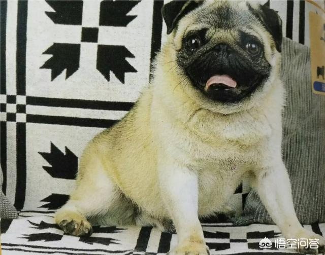 中国明犬:除了田园犬之外，中国本土狗还有哪些品种？