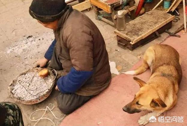 柴犬世界上最丑的狗:柴犬和土狗长得像，土狗也不丑，为什么土狗的命运那么低等？