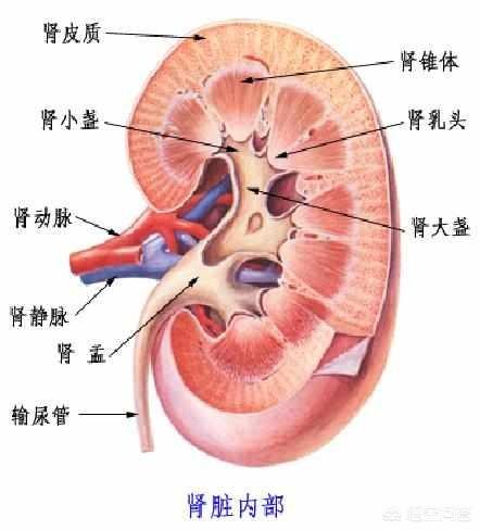 什么菜补肾，日常补肾的食物和方法有哪些？