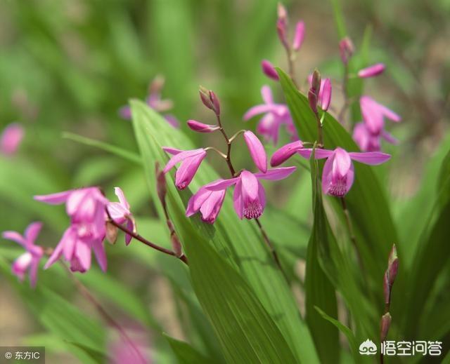 白芨图片:白芨价格触底，怎样加工更好？