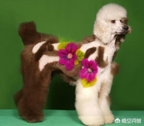 松狮犬图片:宠物狗用的染毛剂安全吗？