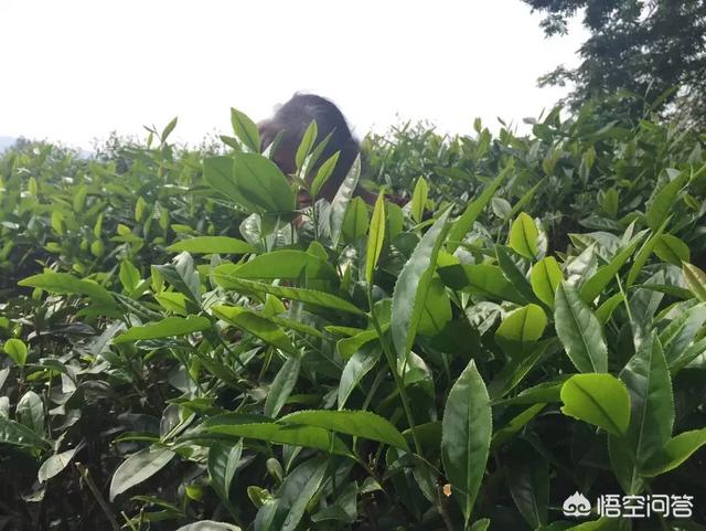 奶妈贵宾网真假:土豪们有哪些低调操作深深刺痛过你？
