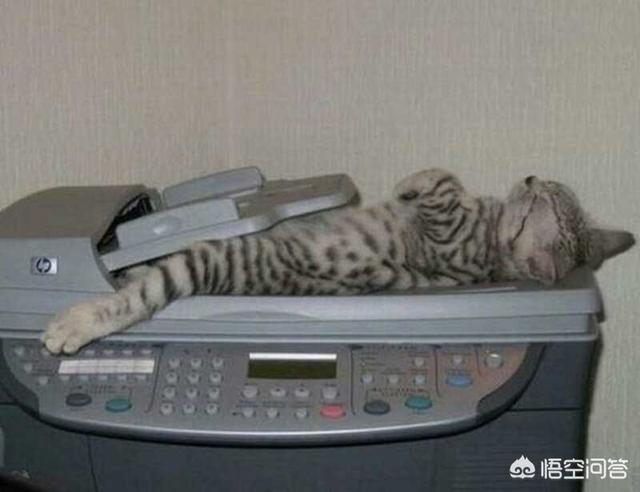 猫咪睡在猫砂盆:猫在什么情况下会拉在猫砂盆外边？