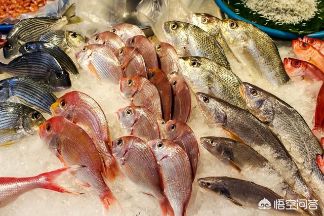 海鱼的种类图片:海鱼图片大全大图 种类 海鱼和淡水鱼有什么区别？