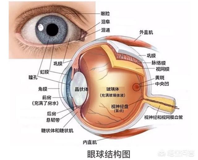 头条问答 - 为什么眼睛会有不同颜色?(12个回答)