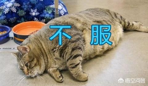 狸花猫是不是小时候都很瘦:中国的狸花猫有什么缺点？