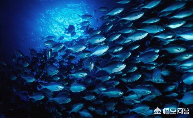 海鱼的种类图片:海鱼图片大全大图 种类 海鱼和淡水鱼有什么区别？