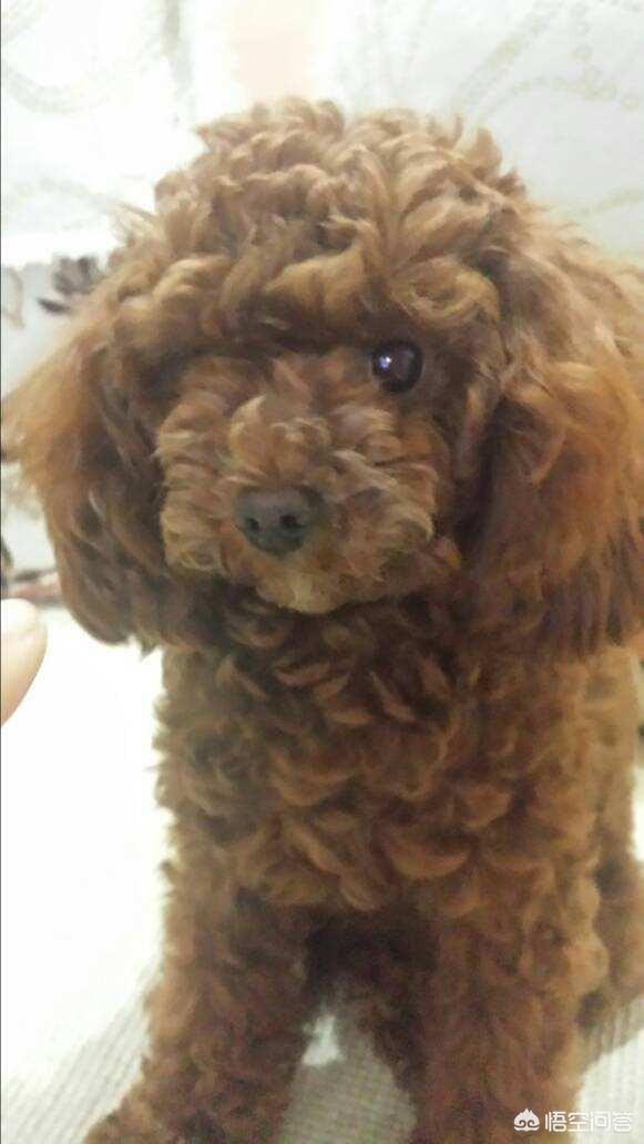 宠物犬:把宠物狗当作土狗养会怎么样？ 宠物犬类品种大全