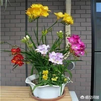 紫娇花:家里养的花，花期长的都有什么花？带有香味的花都有那些？