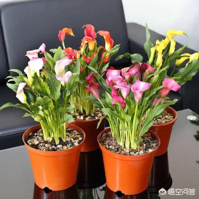 家里养的花,花期长的都有什么花？带有香味的花都有那些？