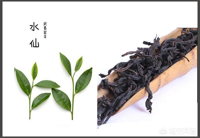 最保健的茶叶武夷岩茶中水仙的保健功效有哪些