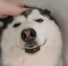 狗狗什么时候开始认主？插图47