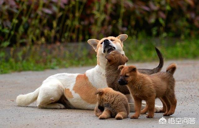 狗妈妈和狗宝宝分开了:狗会认识它自己生的但是很久不见的狗子吗？