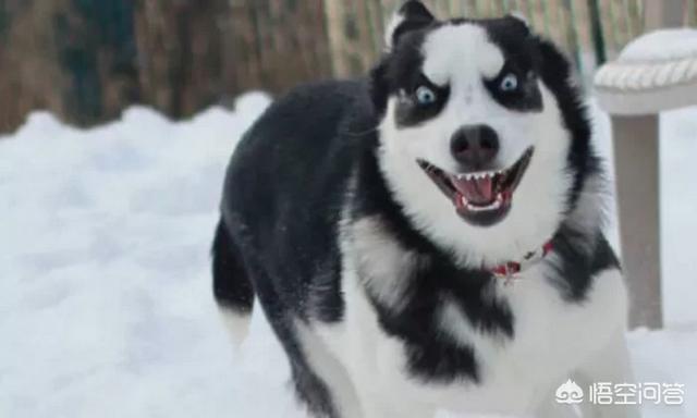 狗狗什么时候开始认主？插图39