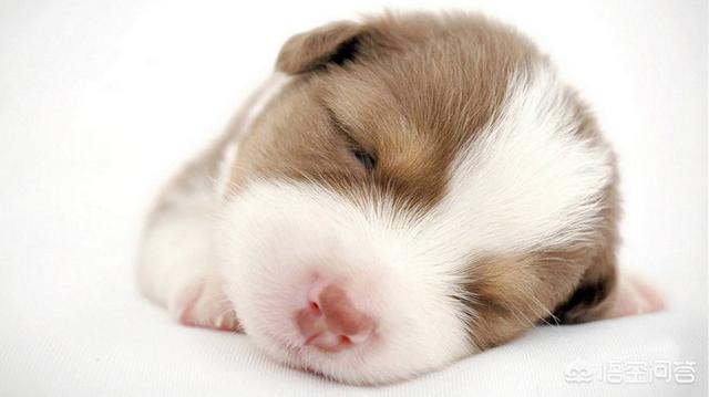 狗得犬瘟热初期症状:狗狗犬瘟初期到中期是多久？
