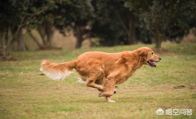 家庭护卫犬有哪些:什么狗狗适合看家又好养？