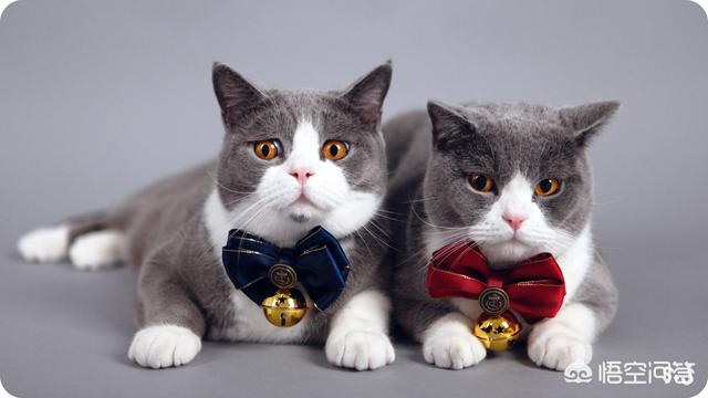 小萌猫红小胖:养一个胖猫是一种怎样的体验？