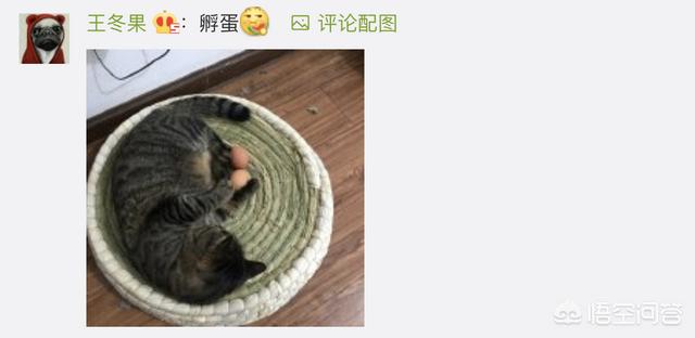狗民团购什么时候更新:猫咪绝育之后有什么变化吗？
